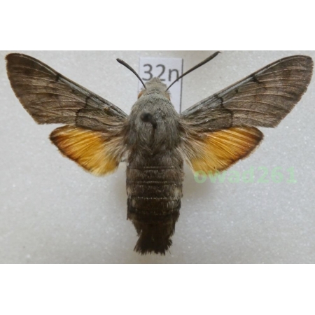 Macroglossum stellatarum (Linnaeus, 1758) Czech32n